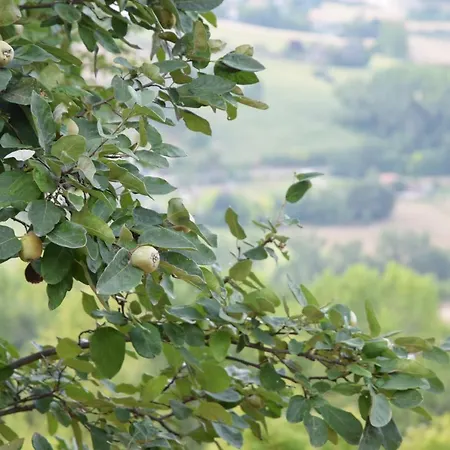 Frühstückspension Casale Di Maro