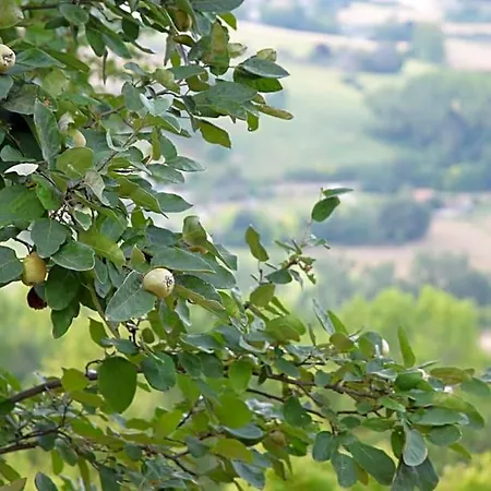 Casale Di Maro Bed & Breakfast 3*